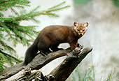 WLD 09 TL0005 01
Profile Of American Marten Standing On Log Near Evergreen Tree