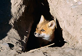 WLD 11 BA0001 01
Head Shot Of Red Fox Peeking Head Out Of Den