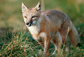 WLD 11 BA0002 01
Swift Fox Walking In Grass Field