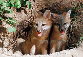 WLD 11 BA0004 01
Two Gray Fox Kits Sitting Outside Of Den