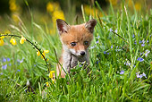 WLD 11 GL0001 01
Red Fox Kit Sitting In Grass And Wildflowers