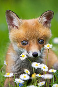 WLD 11 GL0002 01
Red Fox Kit Sitting In Grass And Daisies
