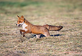 WLD 11 GL0003 01
Red Fox Running On Dry Grass