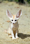 WLD 11 GL0004 01
Portrait Of Fennec Fox Sitting On Sand