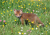 WLD 11 GL0005 01
Red Fox Kit Walking In Field Of Wildflowers