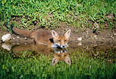 WLD 11 GL0006 01
Red Fox Walking Into Pond