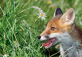 WLD 11 GL0007 01
Head Shot Red Fox In Field Of Wildflowers