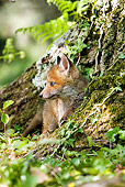 WLD 11 GL0008 01
Red Fox Pup Standing At Entrance To Den