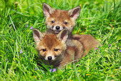 WLD 11 GL0010 01
Two Red Fox Kits Laying In Grass And Wildflowers