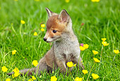 WLD 11 GL0011 01
Red Fox Kit Sitting In Grass And Buttercups