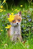 WLD 11 GL0012 01
Red Fox Kit Sitting In Grass And Wildflowers