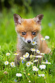 WLD 11 GL0013 01
Red Fox Kit Sitting In Grass And Daisies