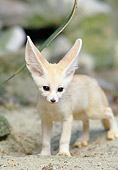 WLD 11 GL0014 01
Fennec Fox Standing On Sand