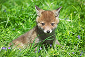 WLD 11 GL0015 01
Red Fox Kit Sitting On Grass