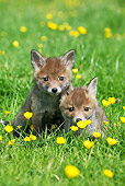 WLD 11 GL0016 01
Two Red Fox Kits Sitting In Field Of Buttercups