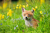 WLD 11 GL0017 01
Red Fox Kit Sitting In Grass By Yellow Flowers