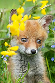 WLD 11 GL0018 01
Close-Up Of Red Fox Kit Sitting In Grass By Yellow Flowers