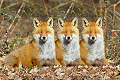 WLD 11 GL0019 01
Three Red Foxes Laying On Fallen Leaves In Woods
