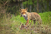 WLD 11 GL0021 01
Red Fox Standing In Meadow With Kill Normandy