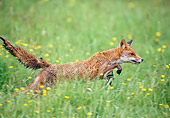 WLD 11 GL0022 01
Red Fox Hunting In Grass And Wildflowers