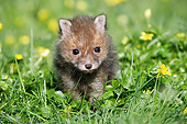 WLD 11 GL0023 01
Red Fox Pup Sitting In Wildflowers, Normandy