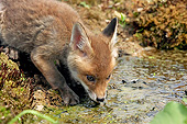 WLD 11 GL0024 01
Red Fox Pup Drinking Water, Normandy