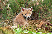 WLD 11 GL0025 01
Red Fox Pup Sitting On Dirt, Normandy