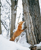 WLD 11 JZ0001 01
Portrait Of Red Fox Leaning On Tree In Snow