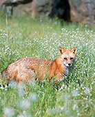 WLD 11 JZ0003 01
Portrait Of Red Fox Standing In Grass With Wildflowers