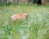 WLD 11 JZ0004 01
Portrait Of Red Fox Standing In Grass With Wildflowers
