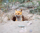 WLD 11 JZ0005 01
Portrait Of Red Fox Peeking Head Out Of Hole In Ground