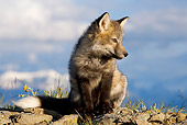WLD 11 KH0006 01
Young Red Fox Sitting On Rock