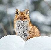 WLD 11 KH0007 01
Portrait Of Red Fox Sitting In Snow France