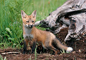 WLD 11 MC0001 01
Red Fox Standing By Log And Tall Grass