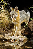 WLD 11 MC0003 01
Gray Fox Walking Toward Watering Hole At Night Arizona