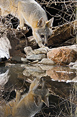 WLD 11 MC0004 01
Gray Fox Walking Toward Watering Hole At Night Arizona