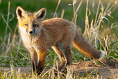 WLD 11 NE0006 01
Red Fox Kit Standing In Spring Meadow Montana