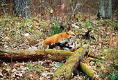 WLD 11 RK0010 02
Red Fox Jumping Over Fallen Tree Trunks On Dirt