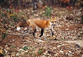 WLD 11 RK0020 01
Red Fox Walking On Dirt