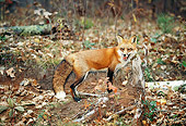 WLD 11 RK0020 10
Red Fox Walking On Dirt