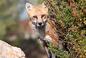 WLD 11 RW0003 01
Close-Up Of Red Fox Standing Behind Shrub In Field