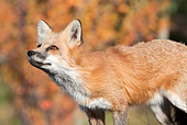 WLD 11 RW0004 01
Close-Up Of Red Fox Standing In Field Profile