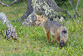 WLD 11 WF0001 01
Culpeo Fox (Andean Fox) Standing On Grass In Forest