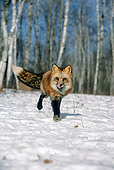 WLD 11 WF0002 01
Red Fox Running On Snow