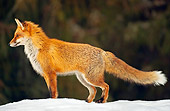 WLD 11 WF0003 01
Red Fox Standing On Snow Profile