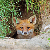 WLD 11 WF0004 01
Young Red Fox Looking Out Of Den