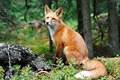 WLD 11 WF0005 01
Young Red Fox Sitting On Mossy Log In Forest