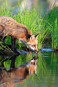 WLD 11 WF0006 01
Red Fox Standing At Edge Of Water
