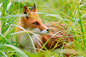 WLD 11 WF0007 01
Close-Up Of Red Fox Standing In Tall Grass