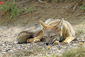 WLD 11 WF0009 01
South American Gray Fox Sleeping On Dirt And Rocks